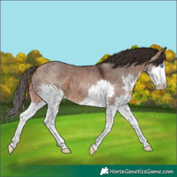 Horse Color:Bay Dun Splash 
