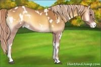 Horse Color:White Spotted Palomino Onyx Varnish 