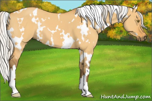 Horse Color:White Spotted Silver Buckskin Dun 