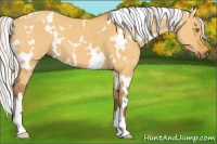 Horse Color:White Spotted Silver Buckskin Dun 