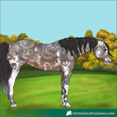 Horse Color:Brown Ice Sabino 