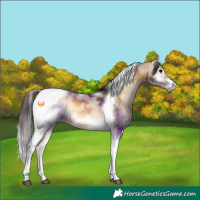 Horse Color:Buckskin Onyx Sabino Splash Tobiano Frame 