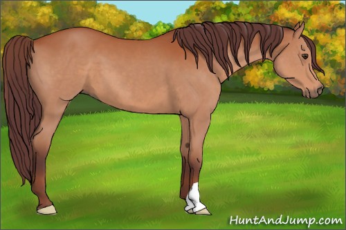 Horse Color:Chocolate Bay