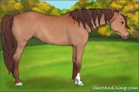 Horse Color:Chocolate Bay 