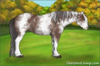 Horse Color:White Spotted Bay Sabino Rabicano 