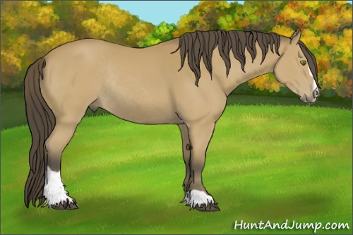 Horse Color:Unknown 