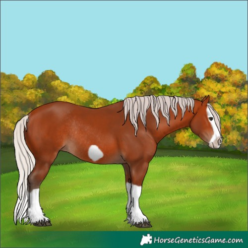 Horse Color:Silver Bay Splash Frame Rabicano
