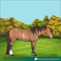 Horse Color:Bay Sabino Rabicano 