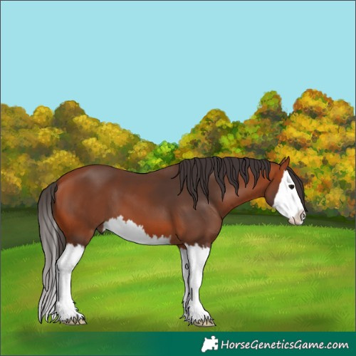 Horse Color:White Spotted Bay Splash 
