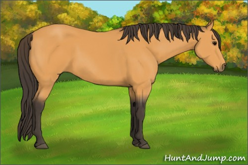 Horse Color:Buckskin
