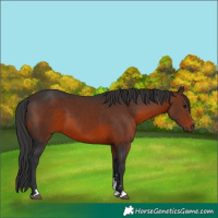 Horse Color:Brown 