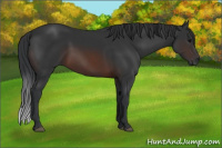 Horse Color:Brown 