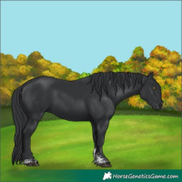 Horse Color:Black Sabino Rabicano 