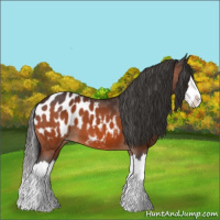 Horse Color:Bay Splash Appaloosa 