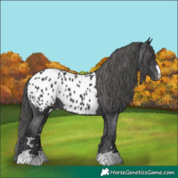 Horse Color:Black Appaloosa 