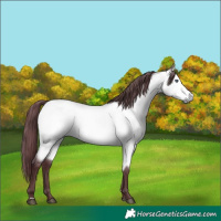 Horse Color:Chocolate Buckskin Chinchilla Rabicano