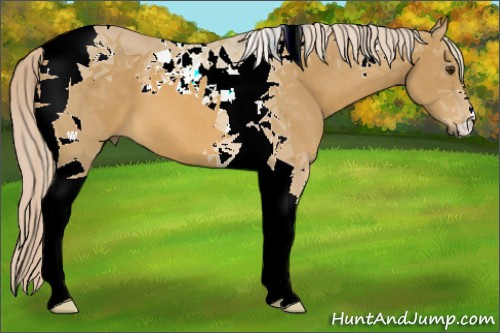 Horse Color:Palomino Tobiano