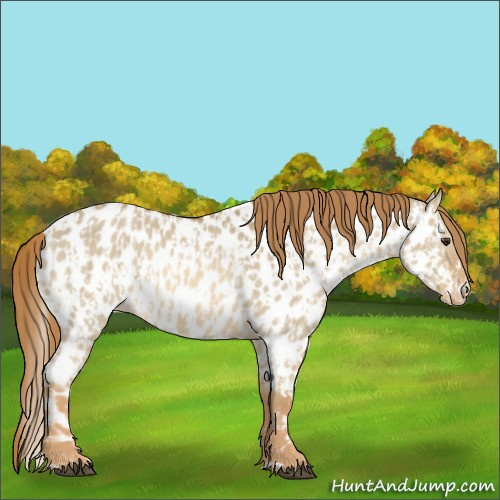 Horse Color:Red Dun Appaloosa  and Red Dun Appaloosa 