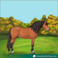 Horse Color:Bay Rabicano 