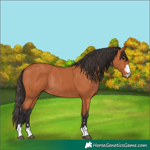 Horse Color:Bay Rabicano
