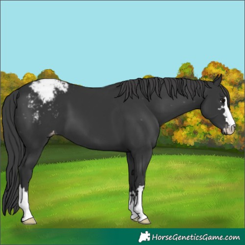 Horse Color:Black Appaloosa 