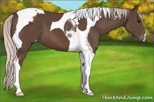 Horse Color:Silver Black Tobiano Appaloosa 