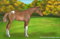 Horse Color:Chestnut Snowcap 