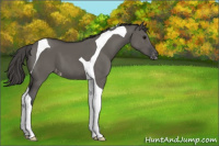 Horse Color:Grullo Tobiano Varnish