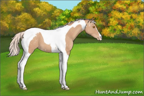 Horse Color:Silver Classic Champagne Tobiano Appaloosa 