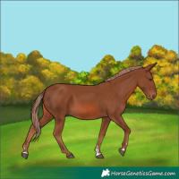 Horse Color:Chestnut 