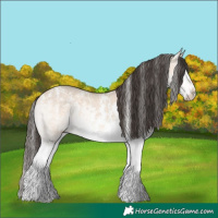 Horse Color:Bay Dun Sabino Splash