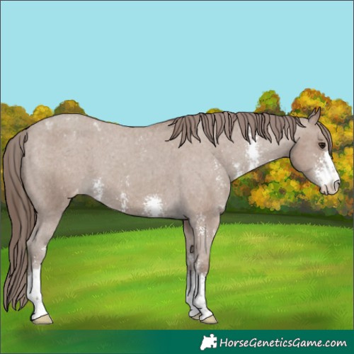 Horse Color:Classic Champagne Sabino Varnish 