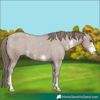 Horse Color:Classic Champagne Sabino Varnish 