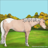 Horse Color:Silver Sable Champagne Tobiano Appaloosa 