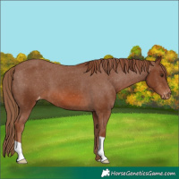 Horse Color:Chestnut Appaloosa