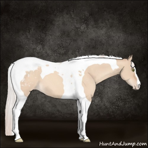 Horse Color:Silver Amber Champagne Dun Tobiano Appaloosa