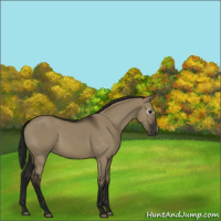 Horse Color:Gray Smoky Grullo 