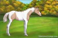 Horse Color:Silver Classic Champagne Tobiano Appaloosa Rabicano 