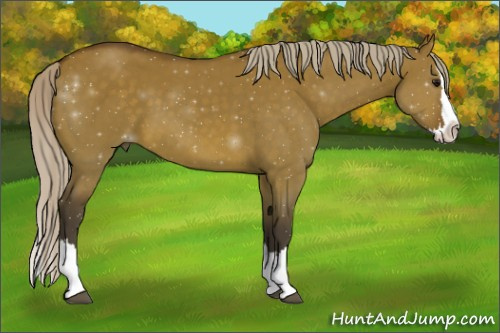 Horse Color:Silver Brown Dun Sabino Splash 