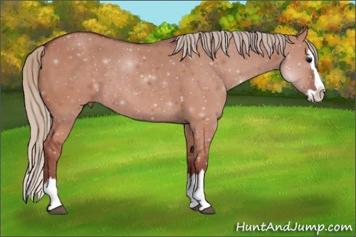 Horse Color:Silver Grullo Sabino Splash 