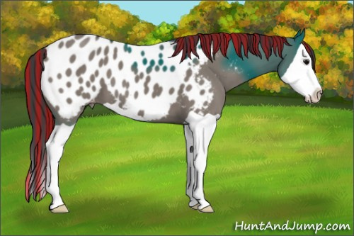 Horse Color:Painted Grullo Splash Appaloosa 