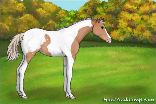 Horse Color:Silver Bay Tobiano Appaloosa 
