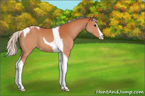 Horse Color:Silver Bay Sabino Tobiano Varnish 