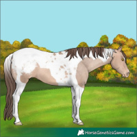 Horse Color:Amber Champagne Tobiano Appaloosa 