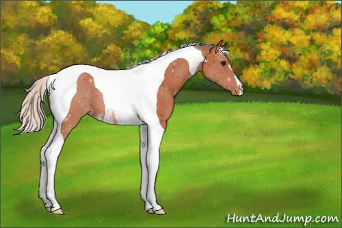 Horse Color:Silver Bay Tobiano Appaloosa 