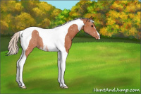 Horse Color:Silver Bay Tobiano Appaloosa 