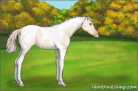 Horse Color:Silver Amber Champagne Dun Tobiano Varnish 