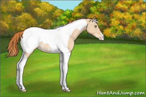 Horse Color:Gold Champagne Dun Tobiano Appaloosa 