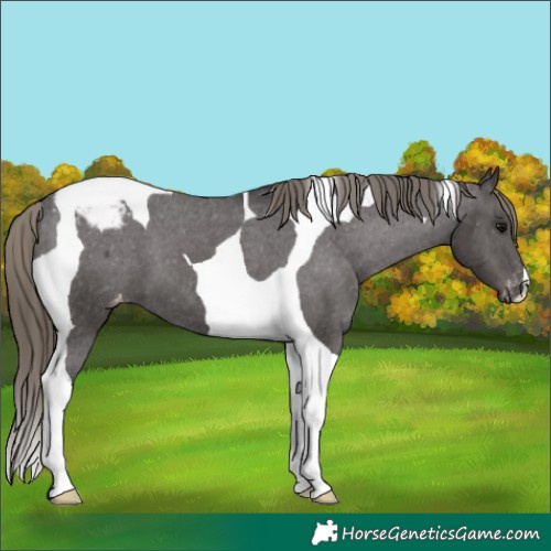 Horse Color:Smoky Black Tobiano Varnish 