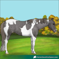 Horse Color:Smoky Black Tobiano Varnish 